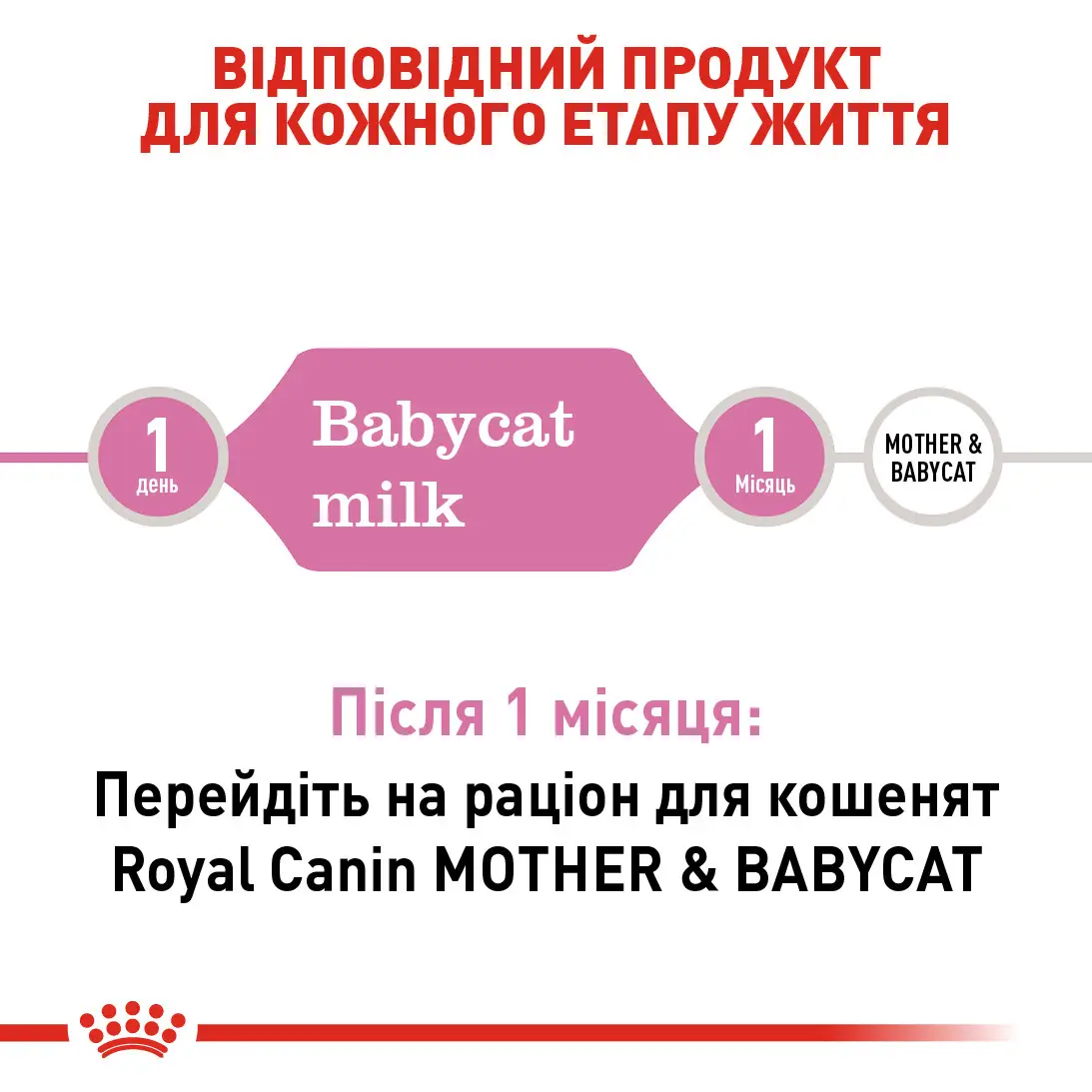 ROYAL CANIN Babycat Milk Заменитель молока для котят всех пород3