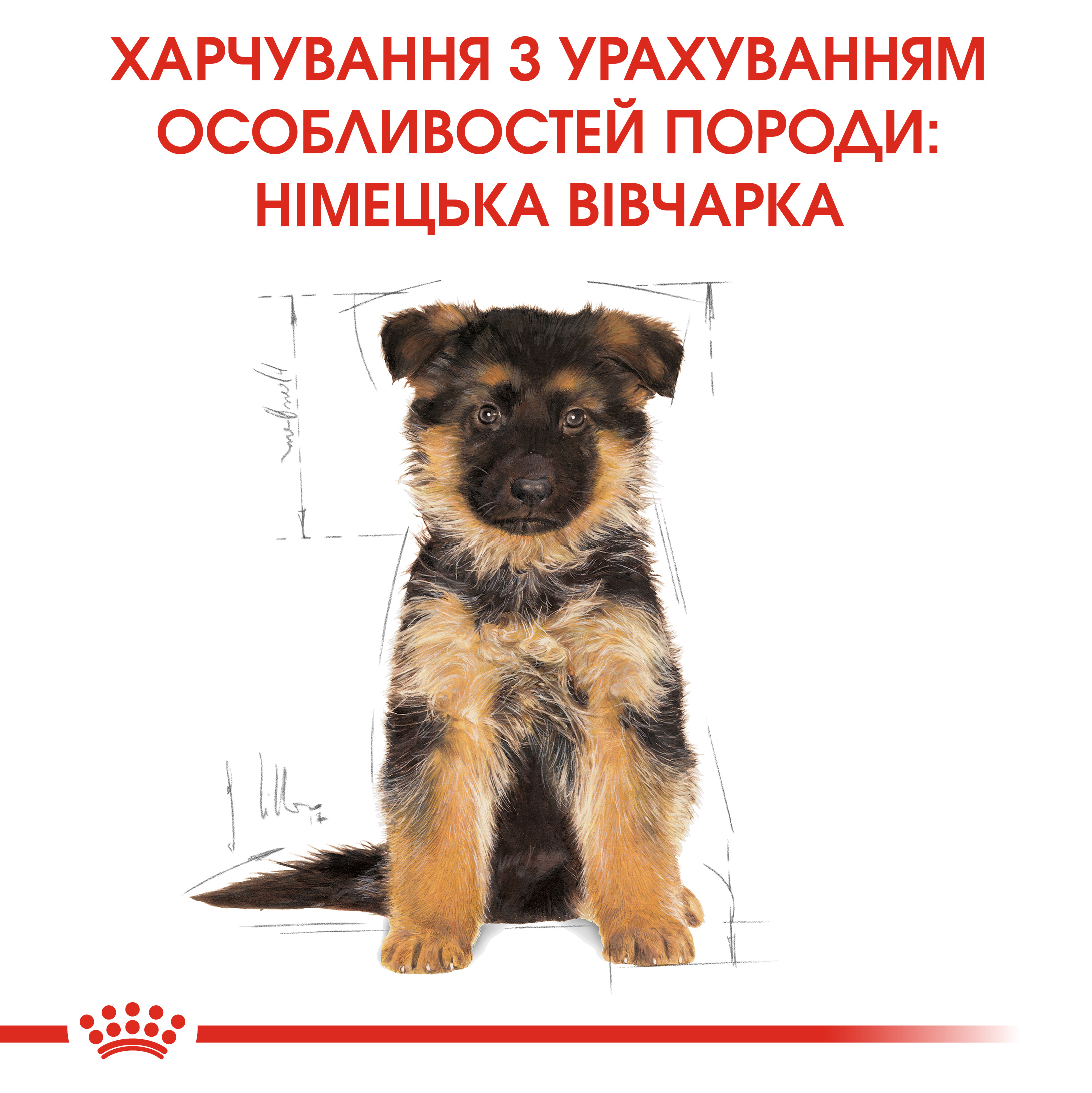 ROYAL CANIN German Shepherd Puppy Сухий корм для цуценят породи німецька вівчарка6