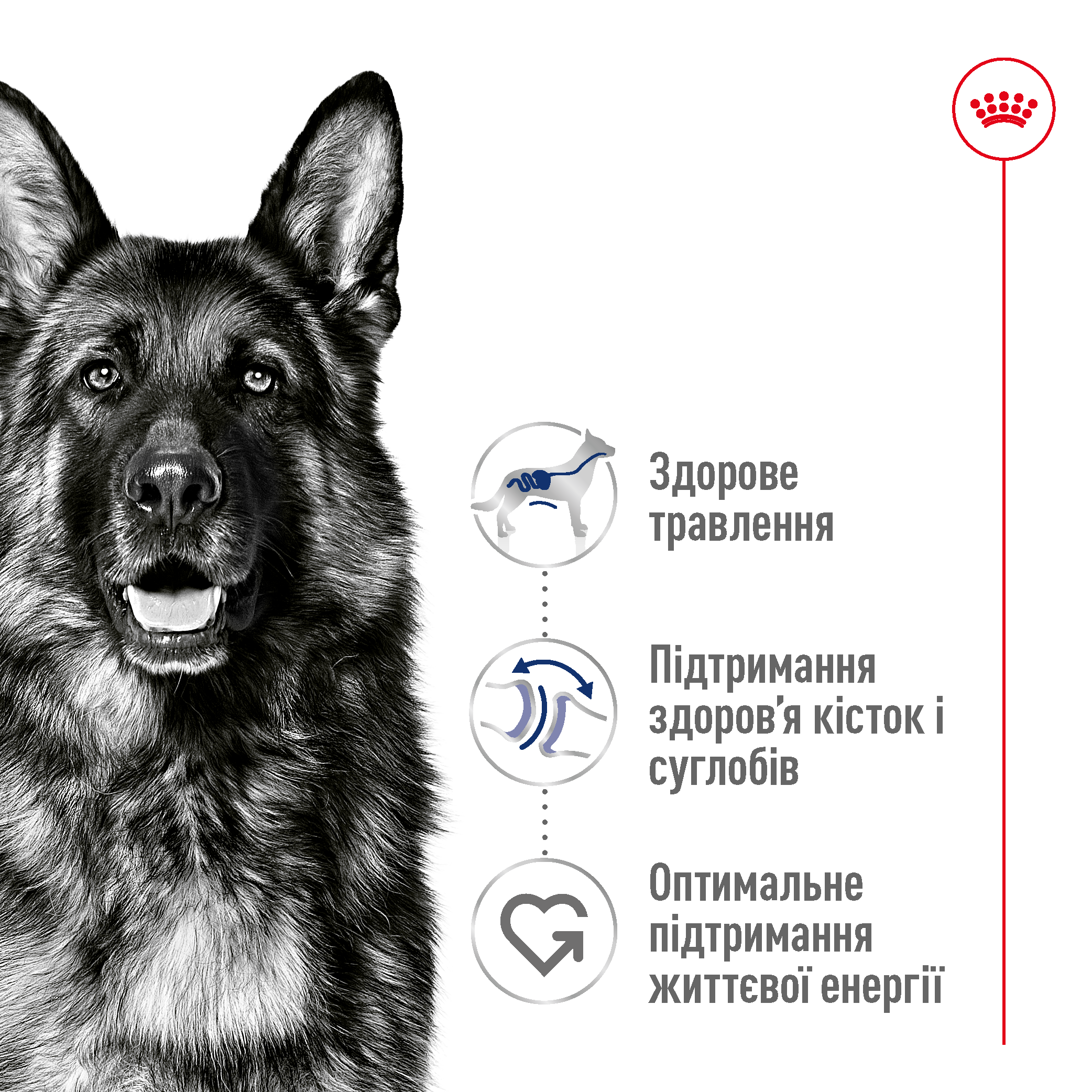 ROYAL CANIN Maxi Adult 5+ Сухий корм для собак великих порід старше 5 років1