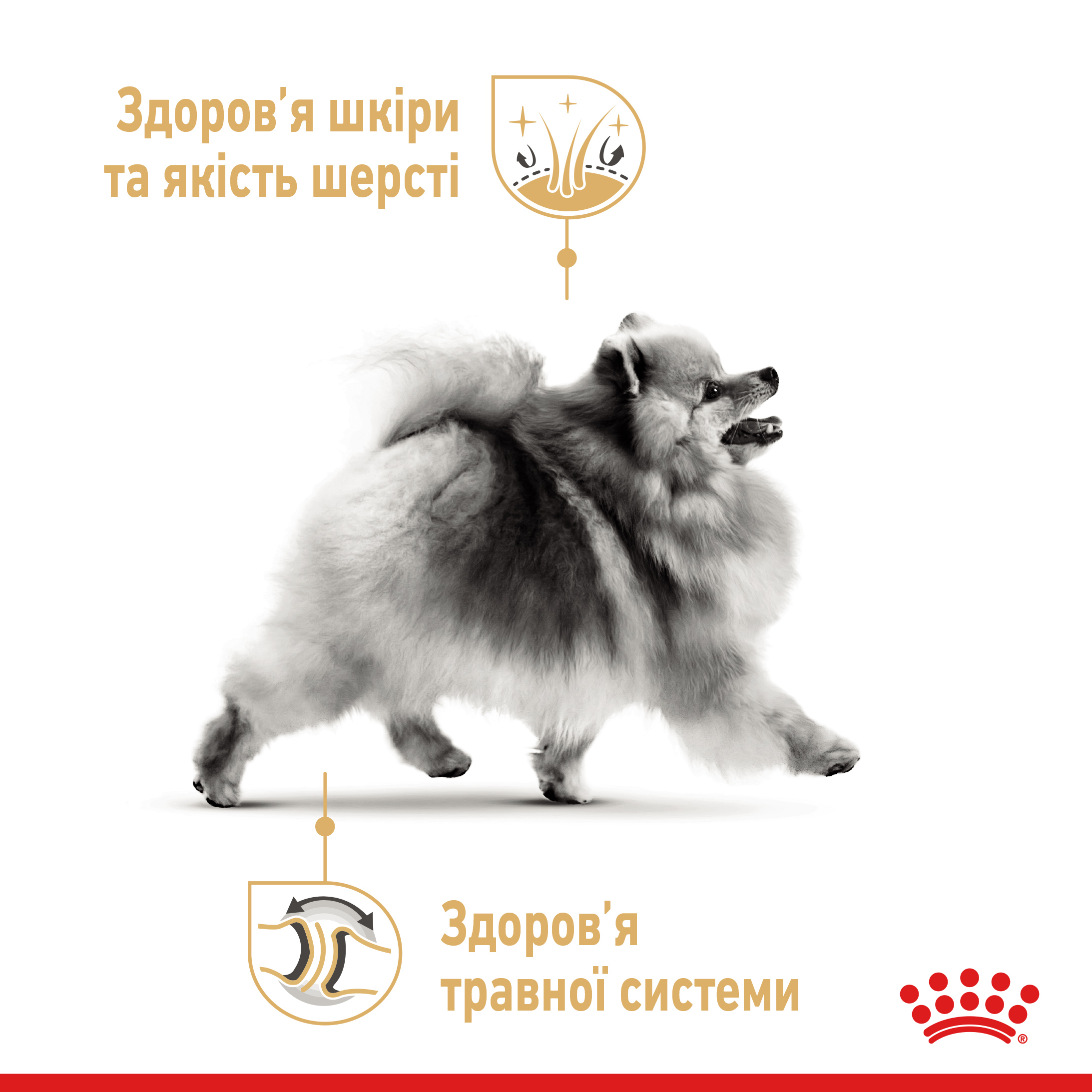 ROYAL CANIN Pomeranian Adult Сухой корм для взрослых собак породы Померанский шпиц1