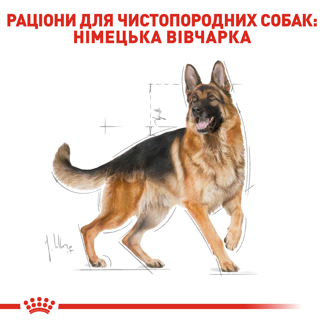 ROYAL CANIN German Shepherd Adult Сухий корм для дорослих собак породи Німецька Вівчарка6