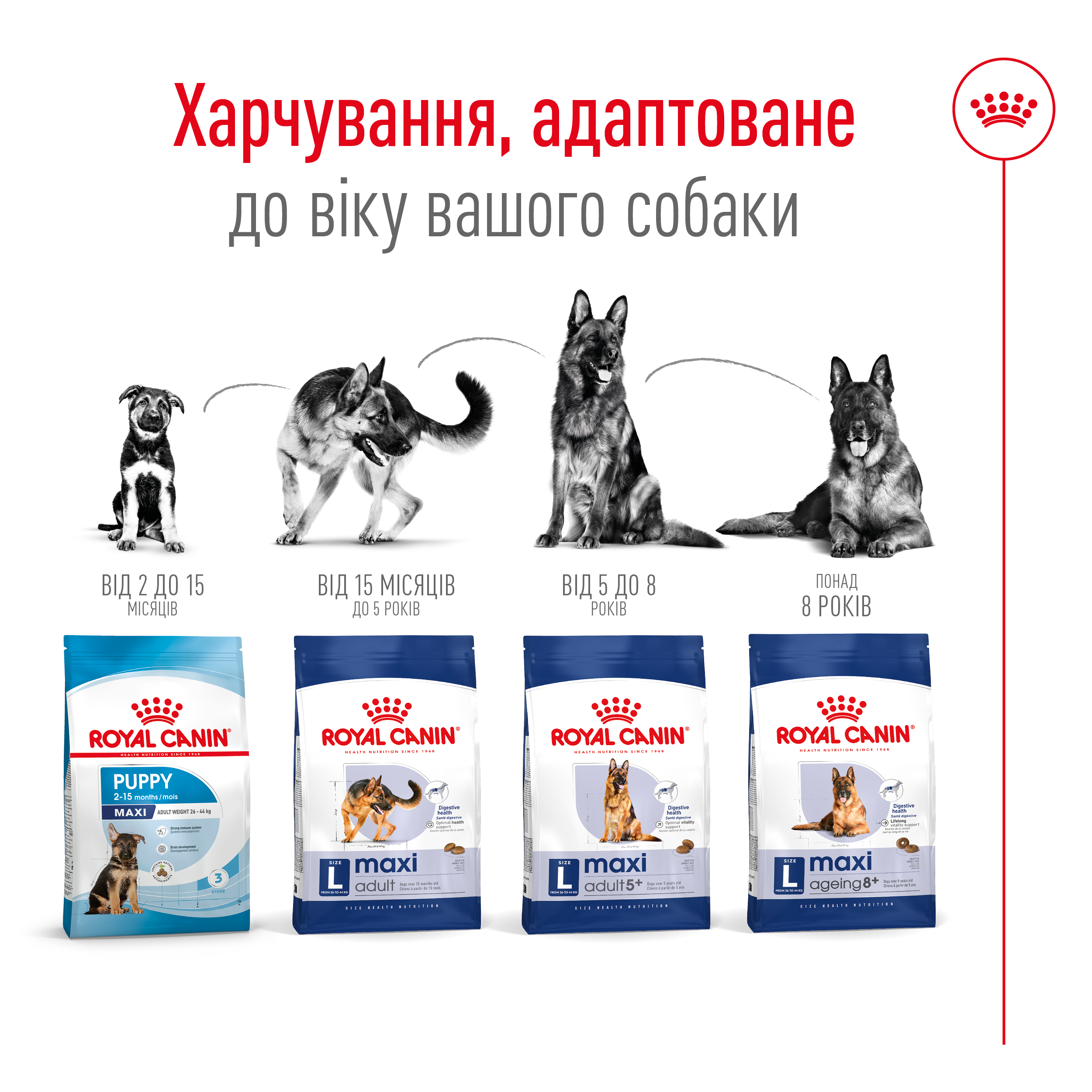 ROYAL CANIN Maxi Adult 5+ Сухой корм для собак больших пород старше 5 лет5