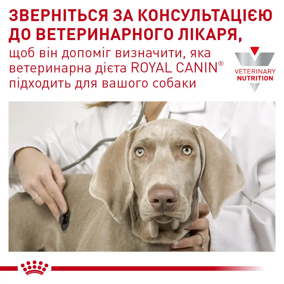 ROYAL CANIN Hypoallergenic Puppy Сухий корм для цуценят1