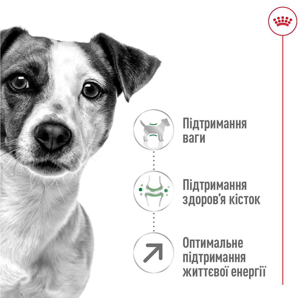 ROYAL CANIN Mini Adult 8+ Сухий корм для собак дрібних порід старше 8 років2