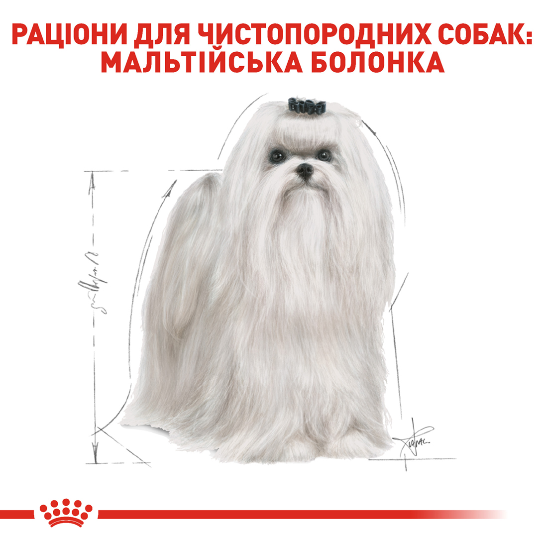 ROYAL CANIN Maltese Adult Сухой корм для взрослых собак породы Мальтийская болонка6