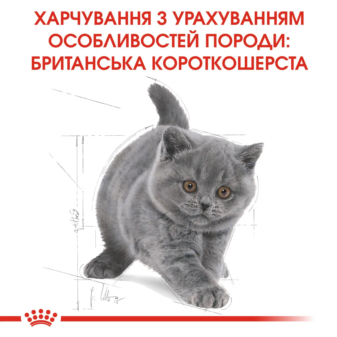 ROYAL CANIN British Shorthair Kitten Сухий корм для кошенят породи Британська короткошерста3