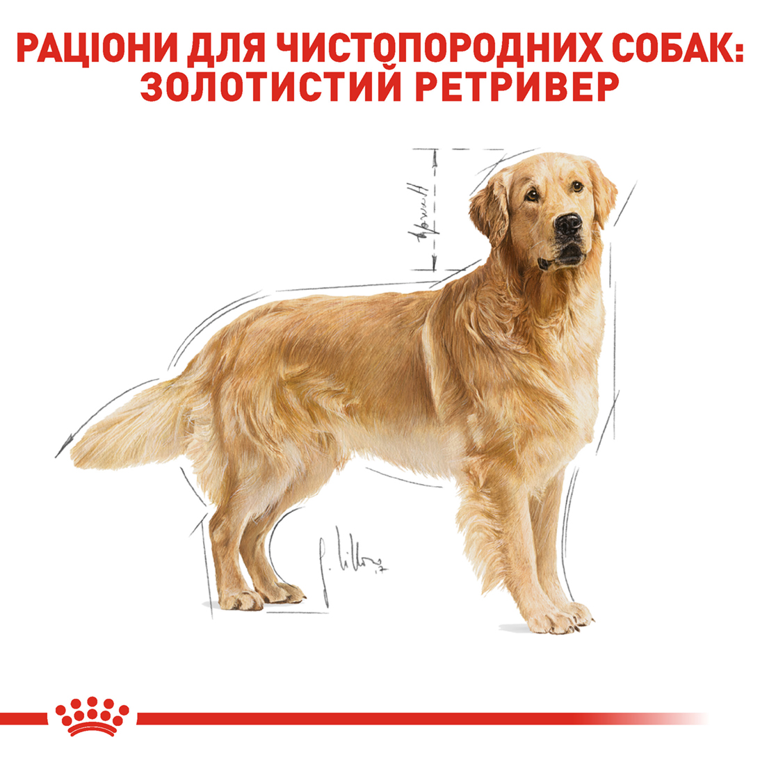 ROYAL CANIN Golden Retriever Adult Сухой корм для взрослых собак породы Золотистый ретривер6