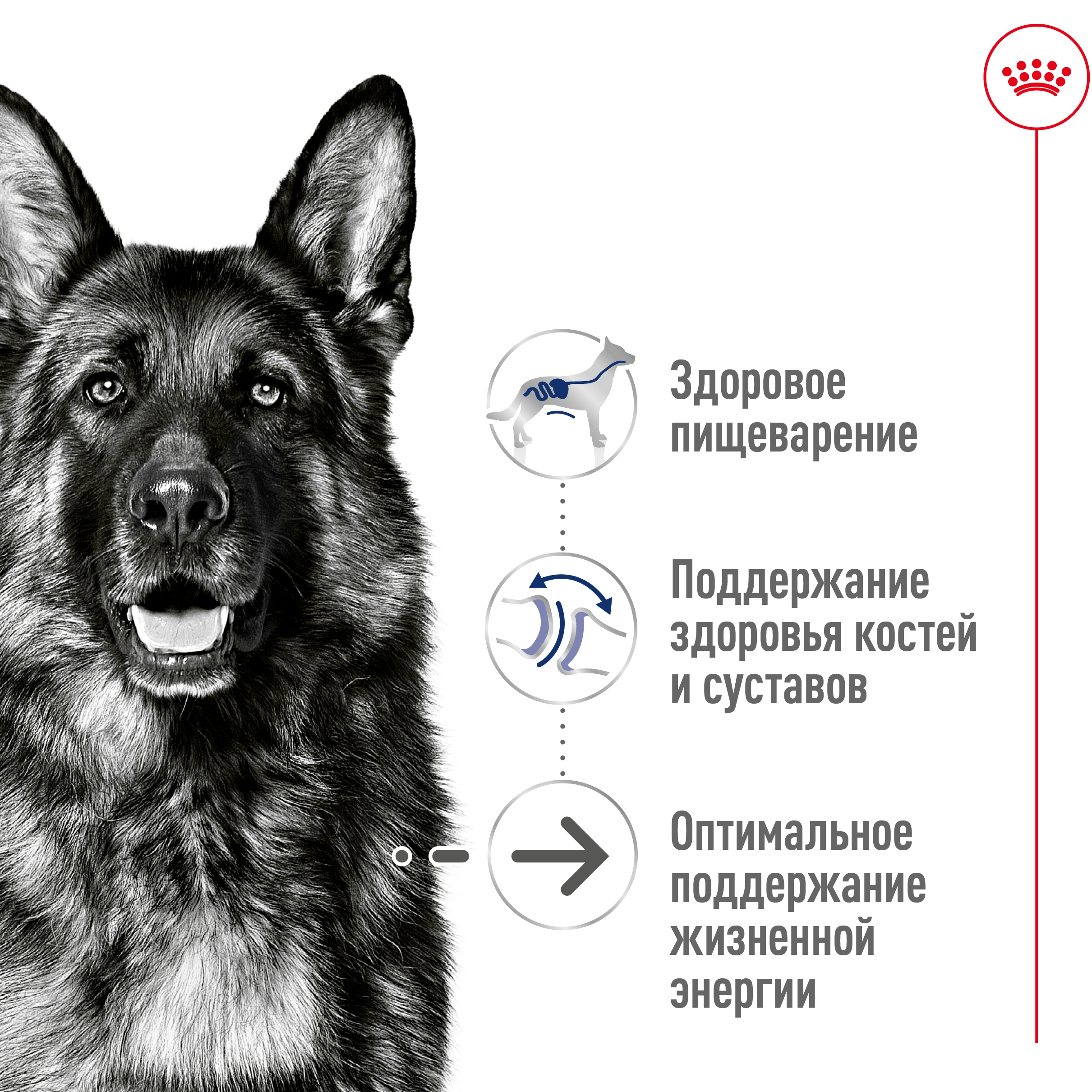 ROYAL CANIN Maxi Ageing 8+ Сухий корм для собак великих порід старше 8 років1