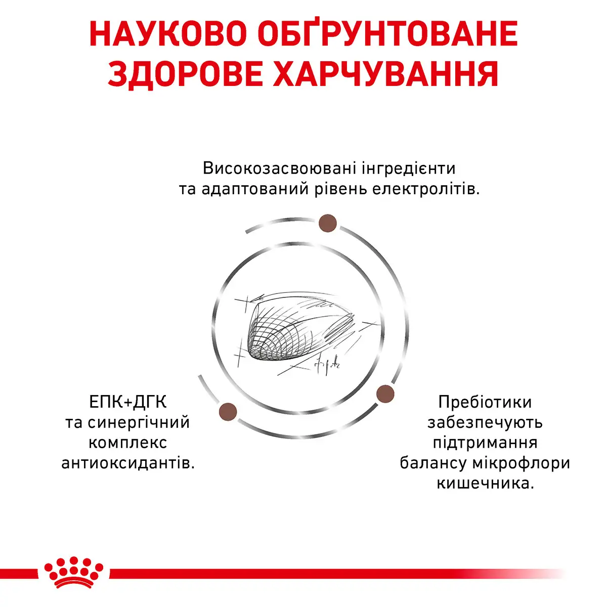 ROYAL CANIN Gastro Intestinal Cat Сухий корм для дорослих котів2