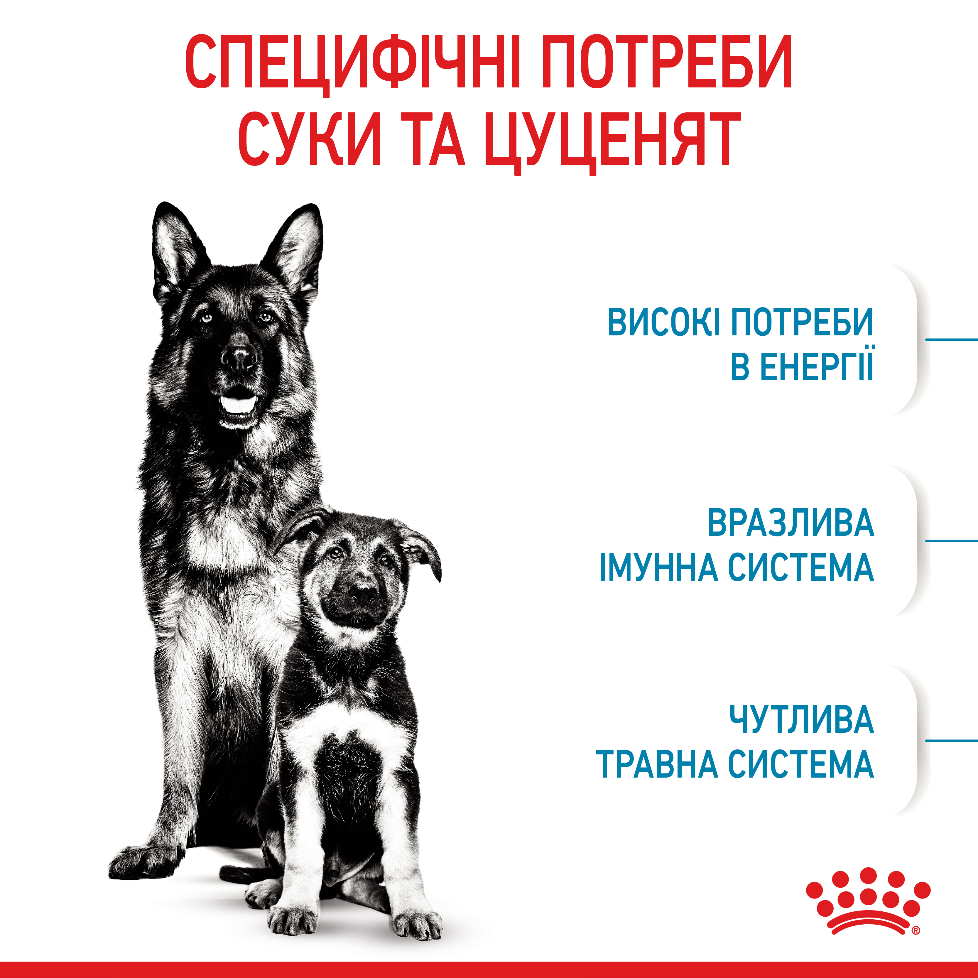 ROYAL CANIN Maxi Starter Сухий корм для годуючих собак великих порід2