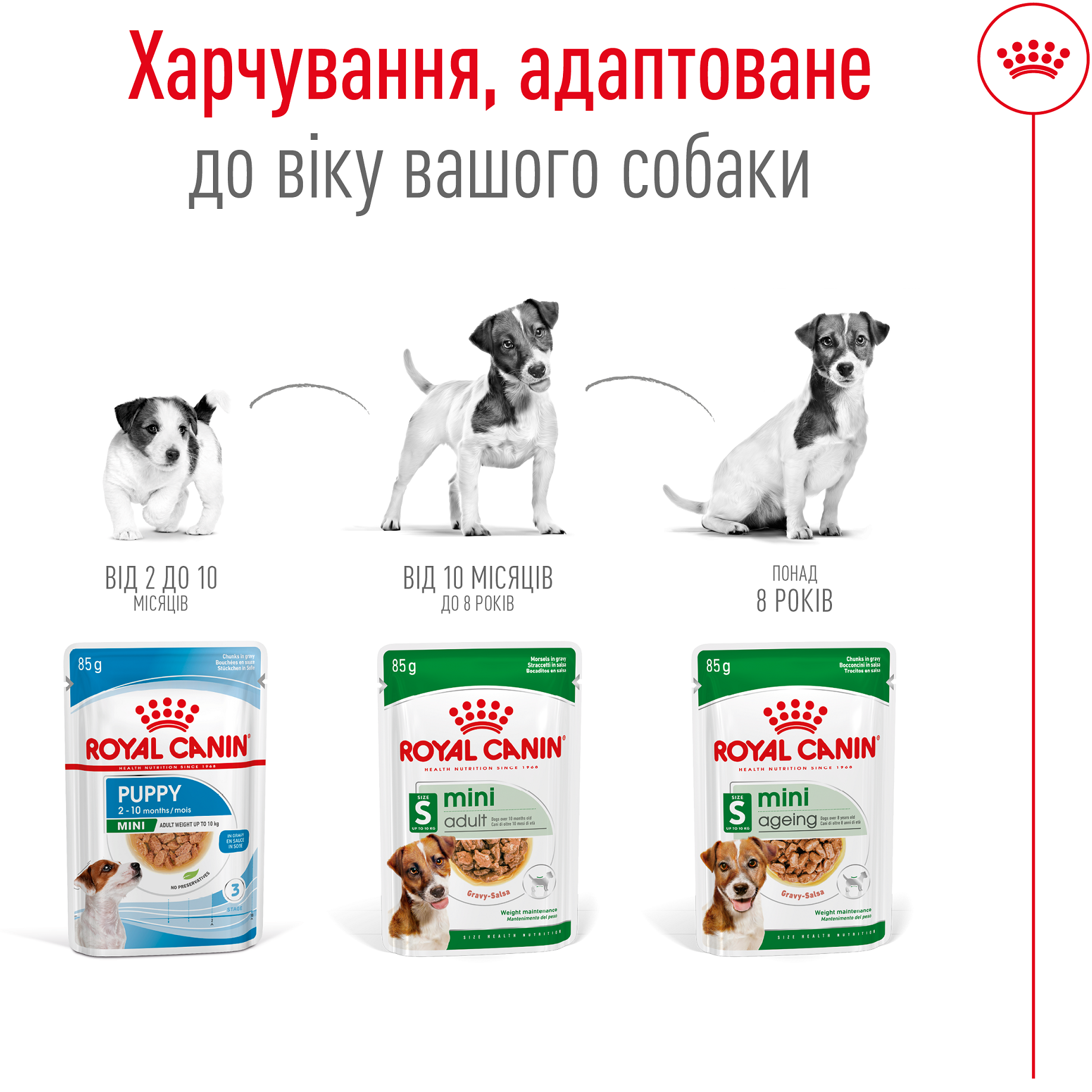 ROYAL CANIN Mini Adult Влажный корм для взрослых собак мелких пород4