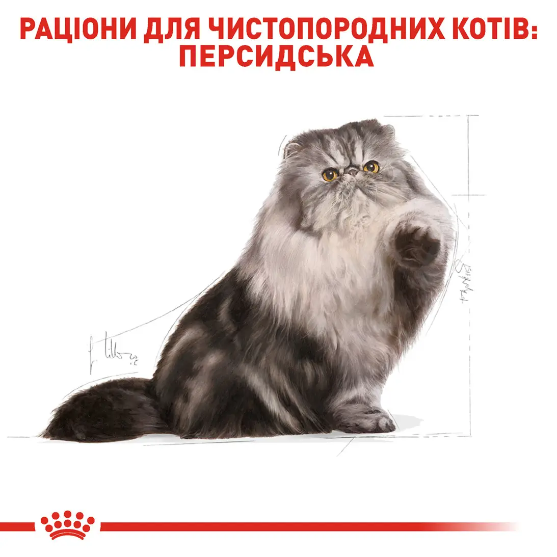 ROYAL CANIN Persian Adult Сухий корм для дорослих котів породи Персидська3