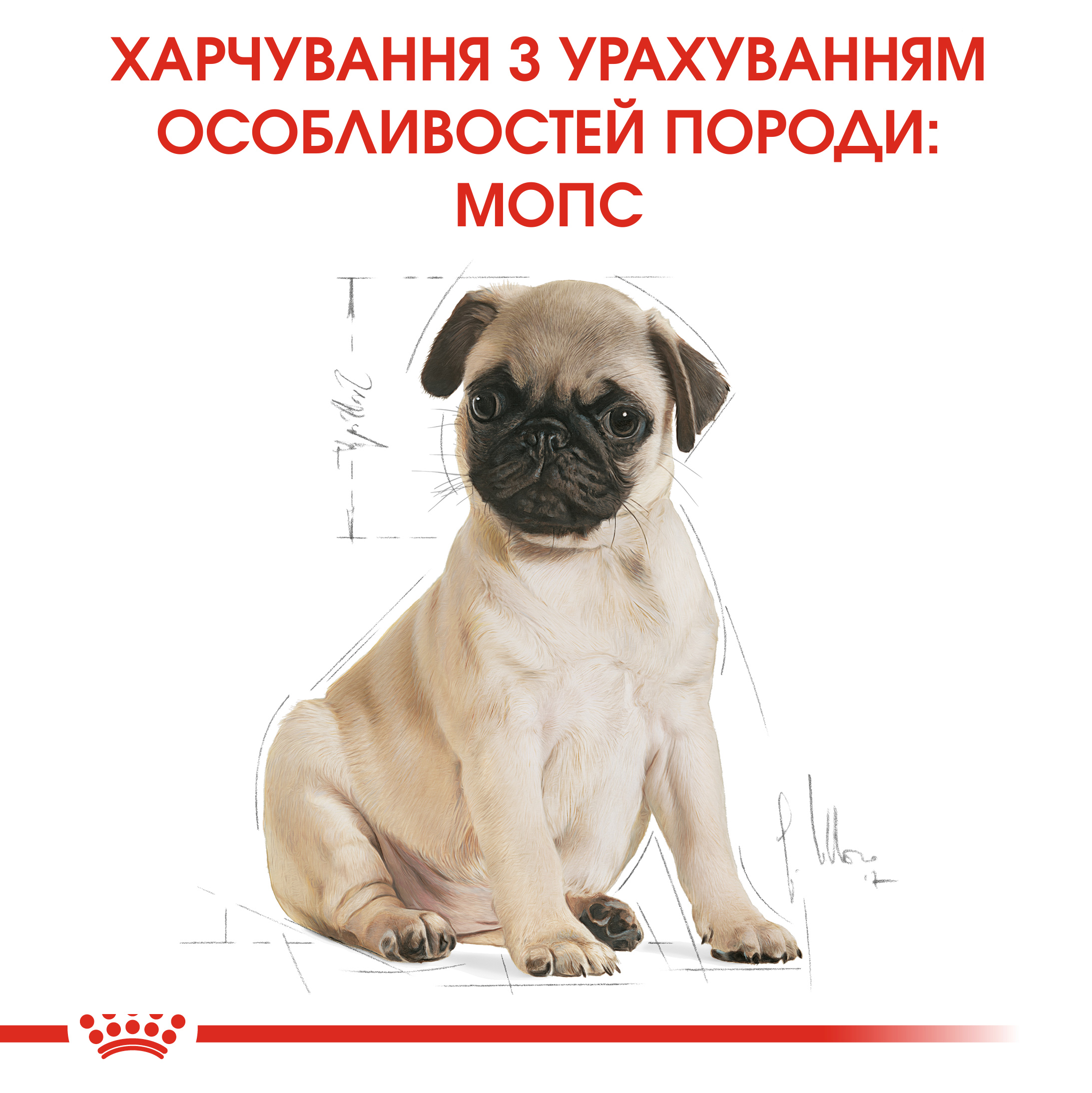 ROYAL CANIN Pug Puppy Сухой корм для щенков породы Мопс6