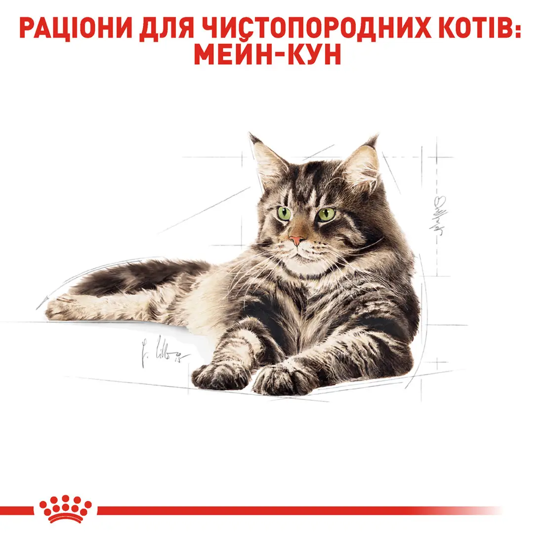 ROYAL CANIN Maine Coon Adult Влажный корм для взрослых котов породы мейн-кун2