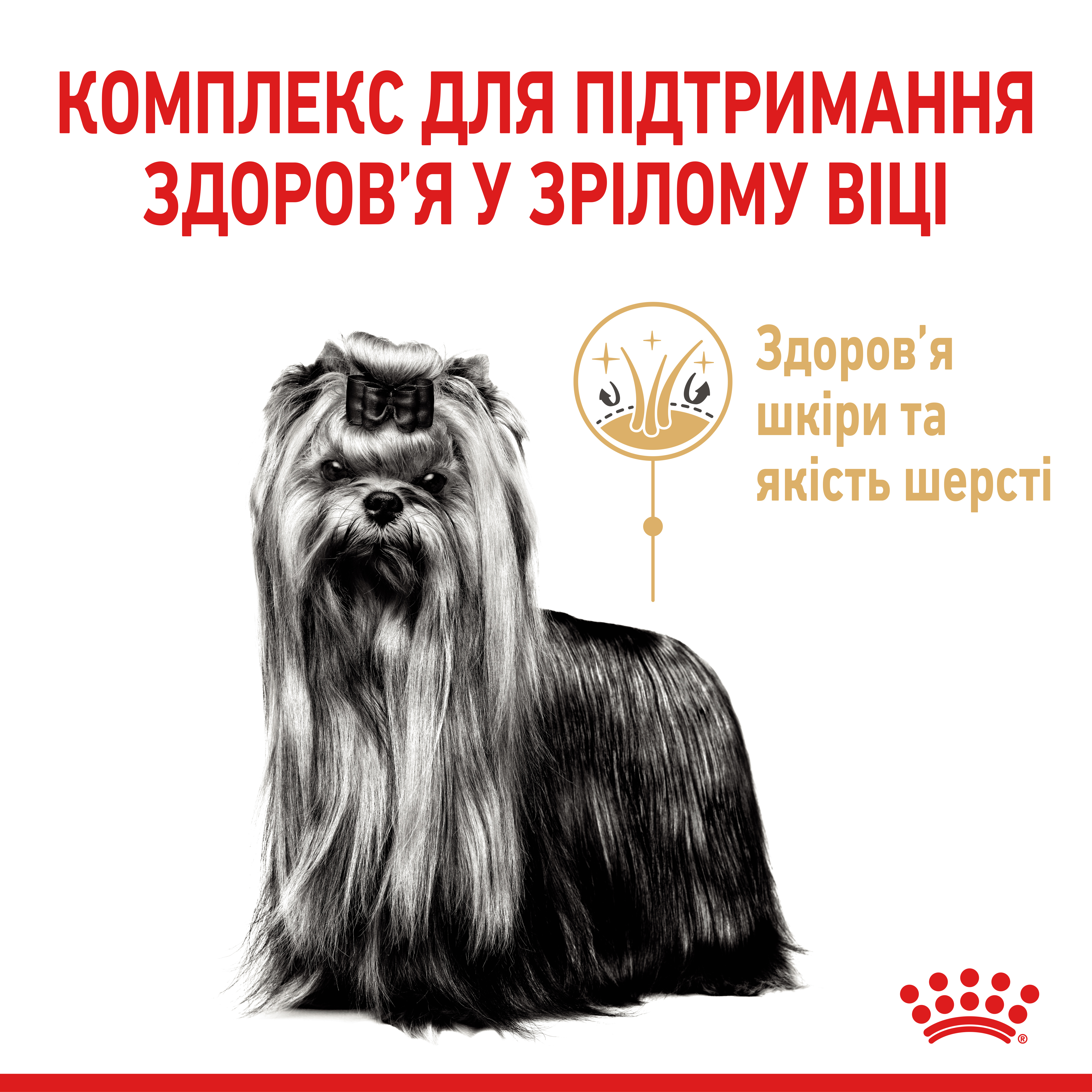 ROYAL CANIN Yorkshire Terrier Adult 8+ Сухой корм для зрелых собак породы Йоркшир-терьер4