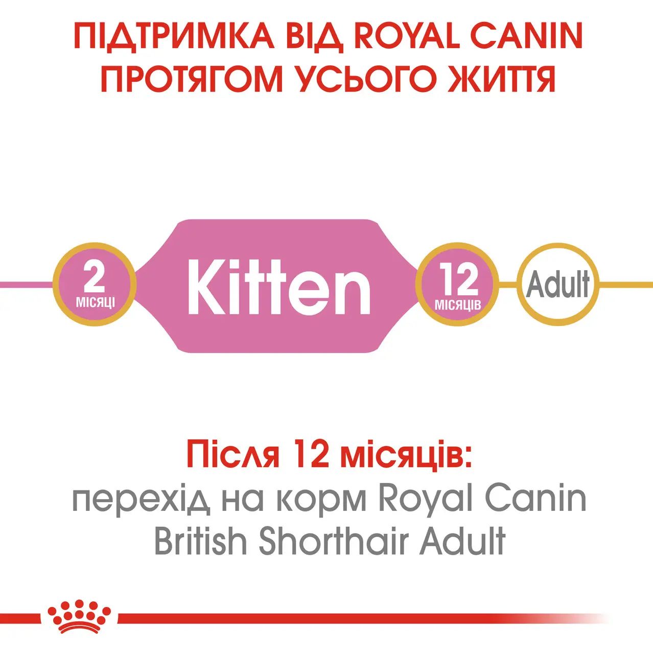 ROYAL CANIN British Shorthair Kitten Сухий корм для кошенят породи Британська короткошерста7