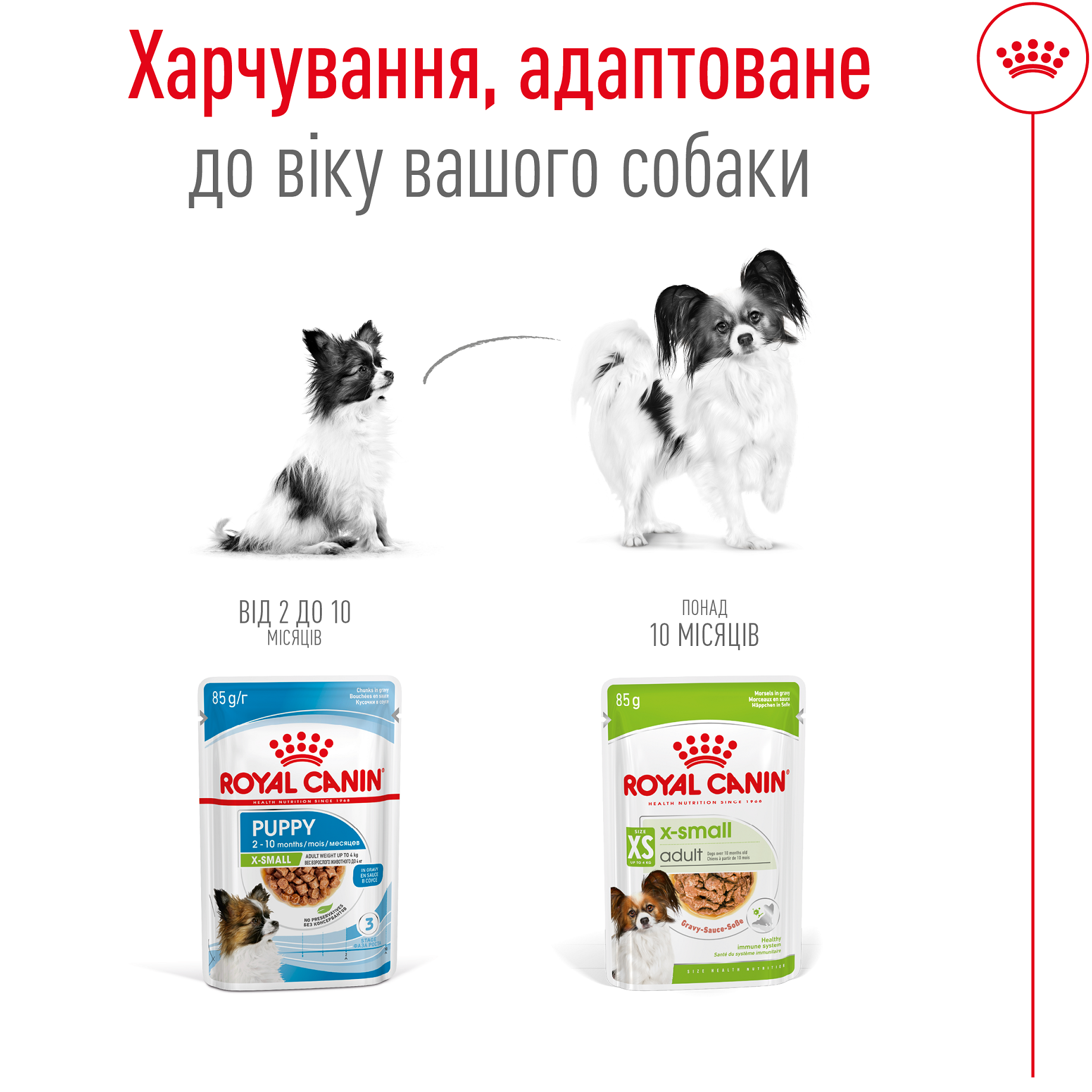 ROYAL CANIN X-Small Adult Влажный корм для взрослых собак миниатюрных пород3