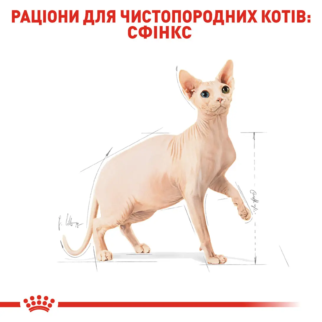 ROYAL CANIN Sphynx Adult Сухий корм для дорослих котів породи Сфінкс3