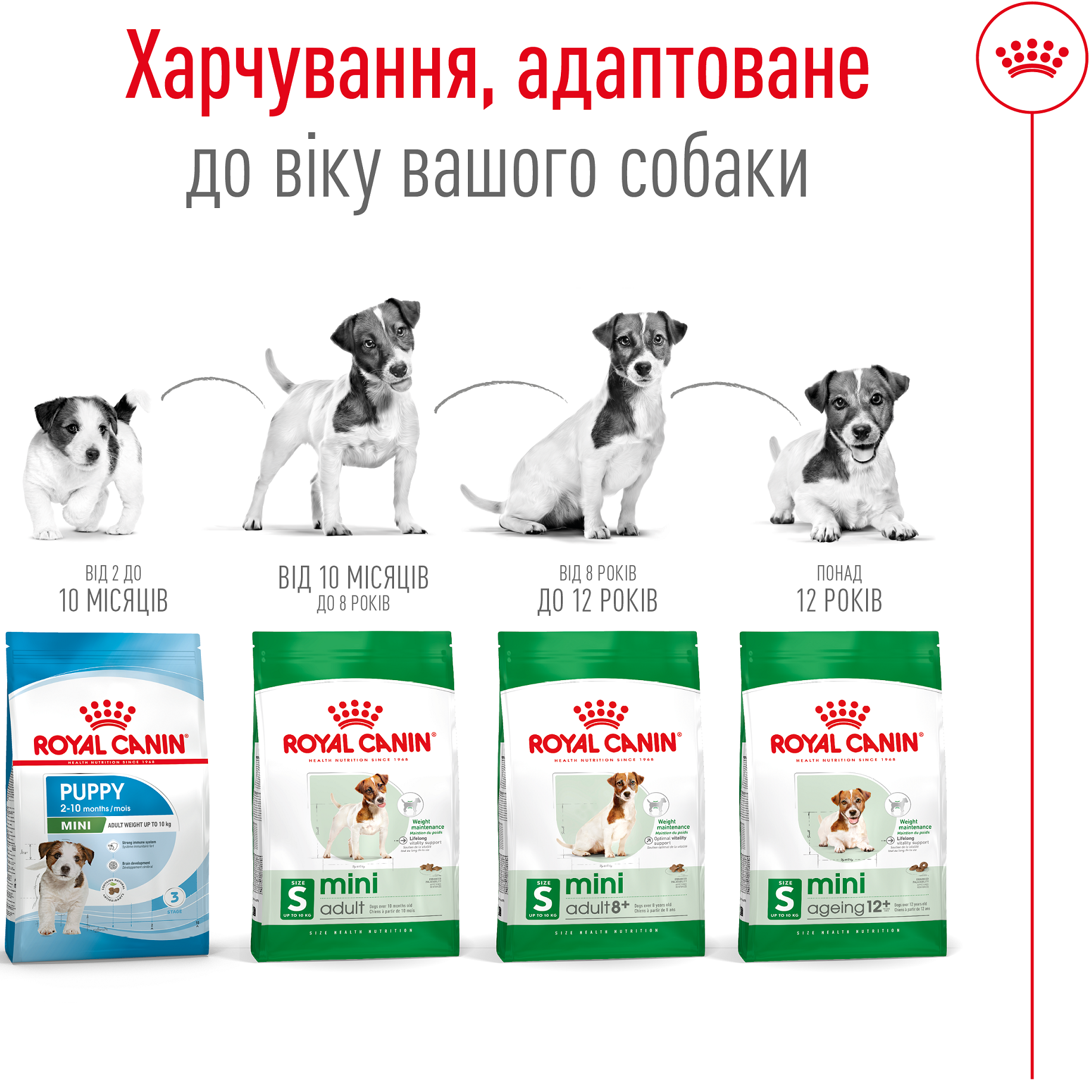 ROYAL CANIN Mini Ageing 12+ Сухий корм для старіючих собак дрібних порід від 12 років4