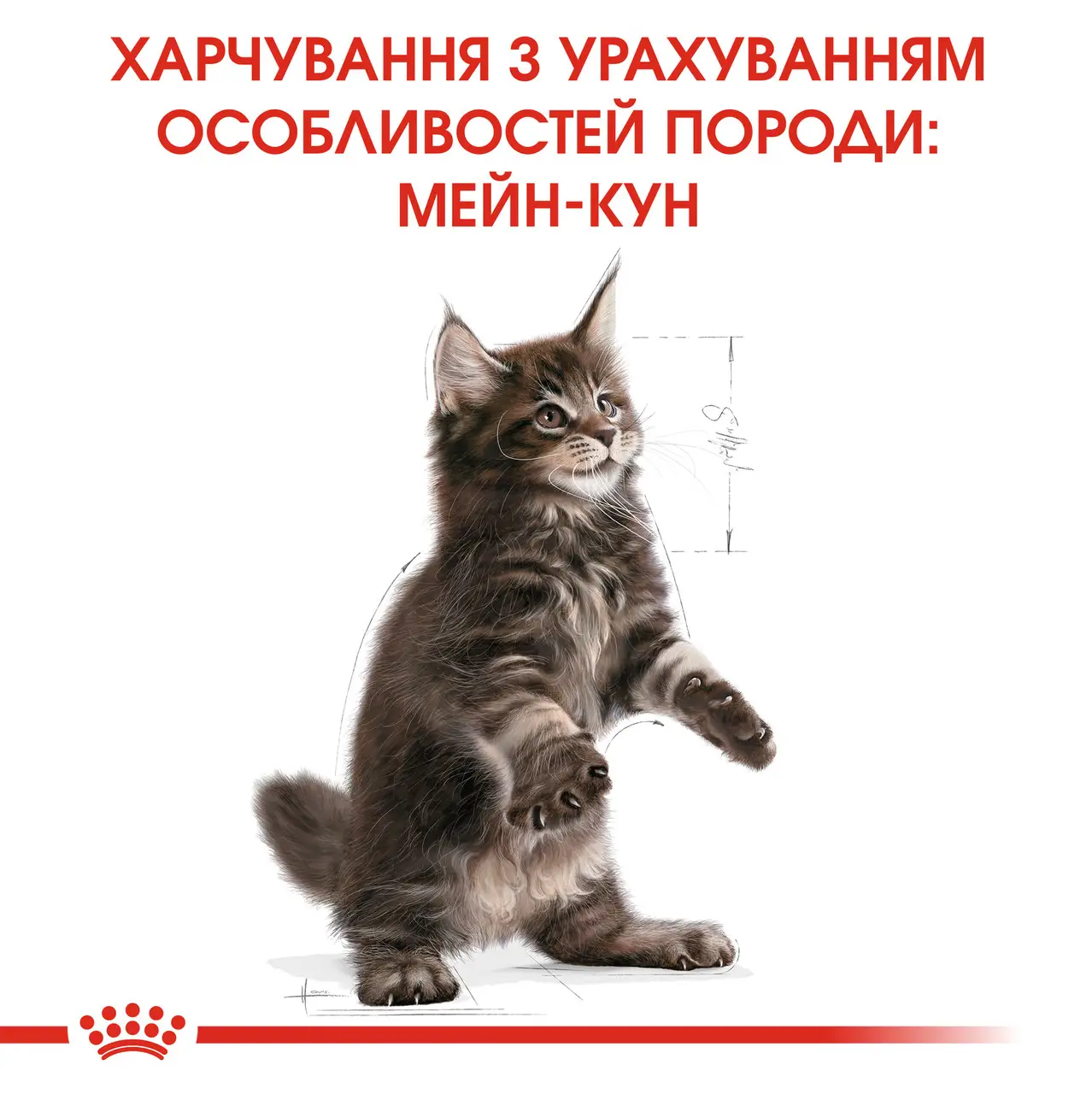 ROYAL CANIN Maine Coon Kitten Сухий корм для кошенят породи Мейн-Кун6