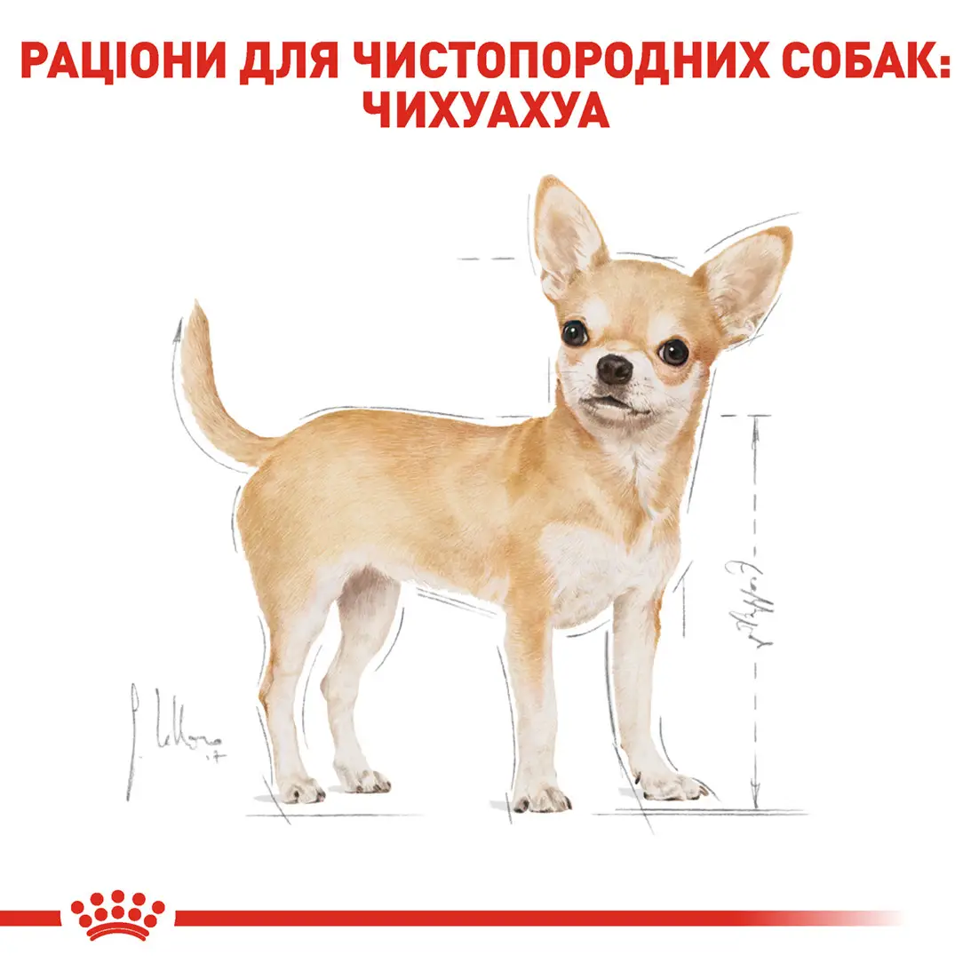 ROYAL CANIN Chihuahua Adult Вологий корм для дорослих собак породи Чихуахуа3