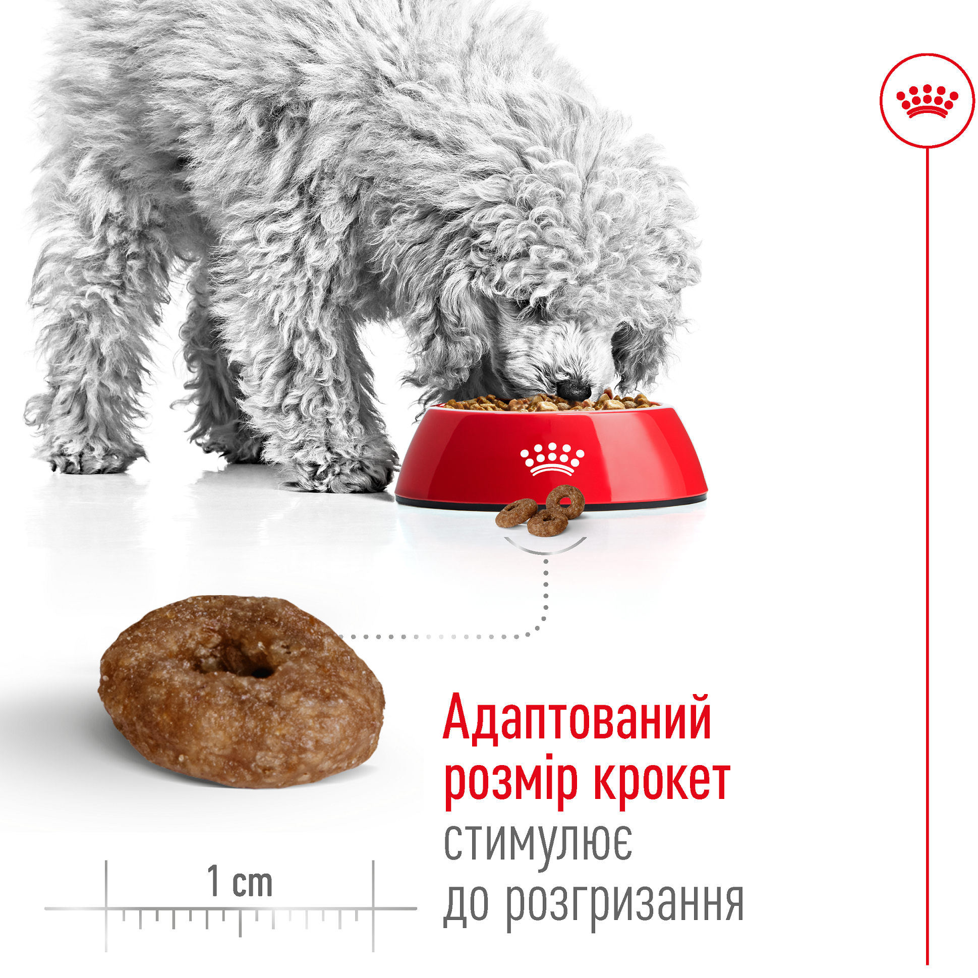 ROYAL CANIN Mini Ageing 12+ Сухий корм для старіючих собак дрібних порід від 12 років2