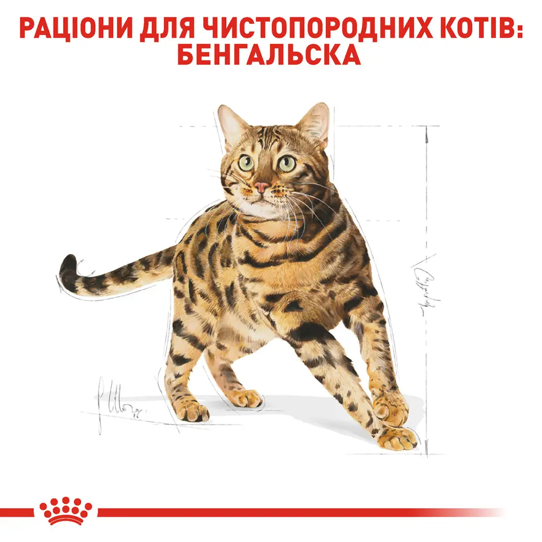 ROYAL CANIN Bengal Adult Сухой корм для взрослых котов породы Бенгальский2