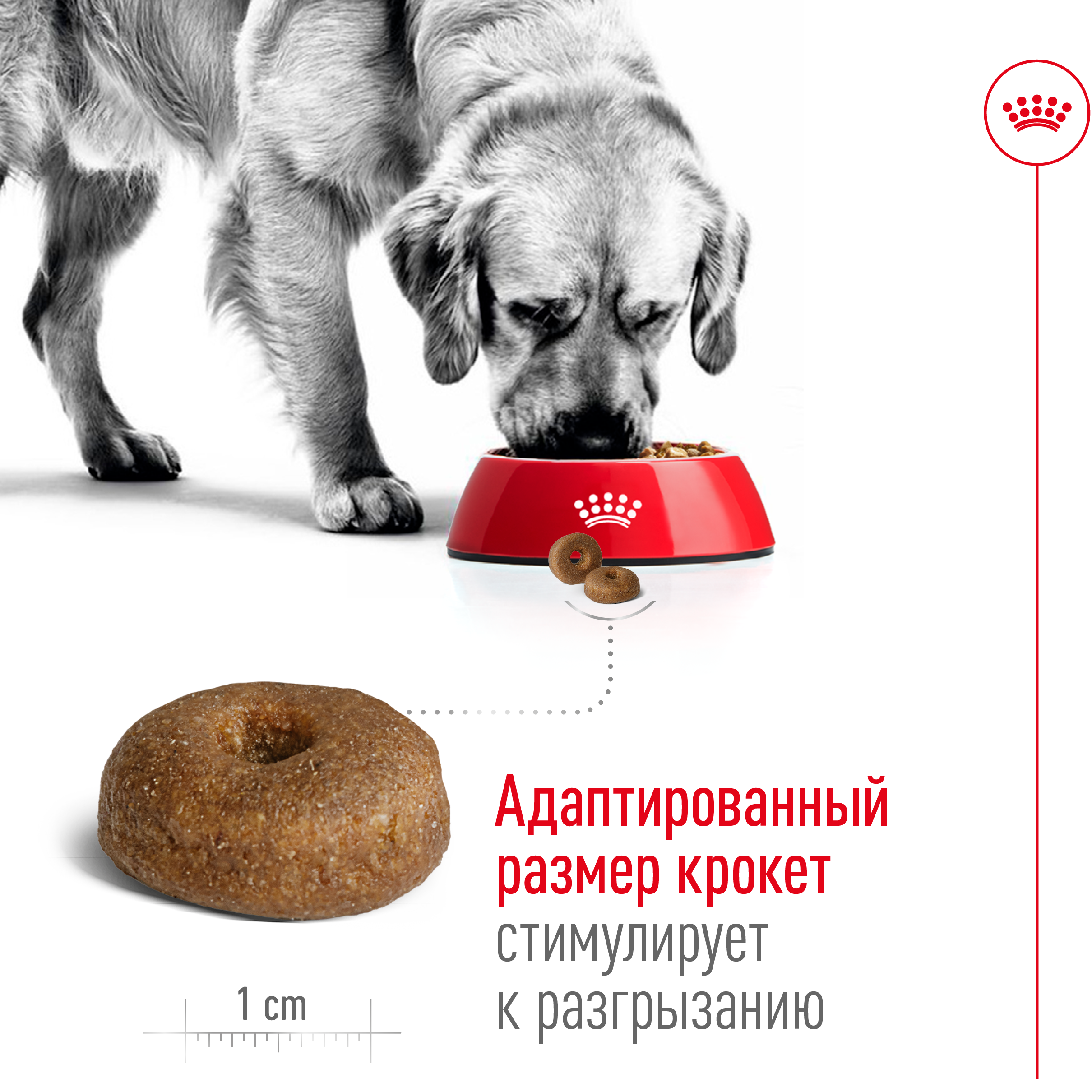 ROYAL CANIN Maxi Ageing 8+ Сухий корм для собак великих порід старше 8 років2