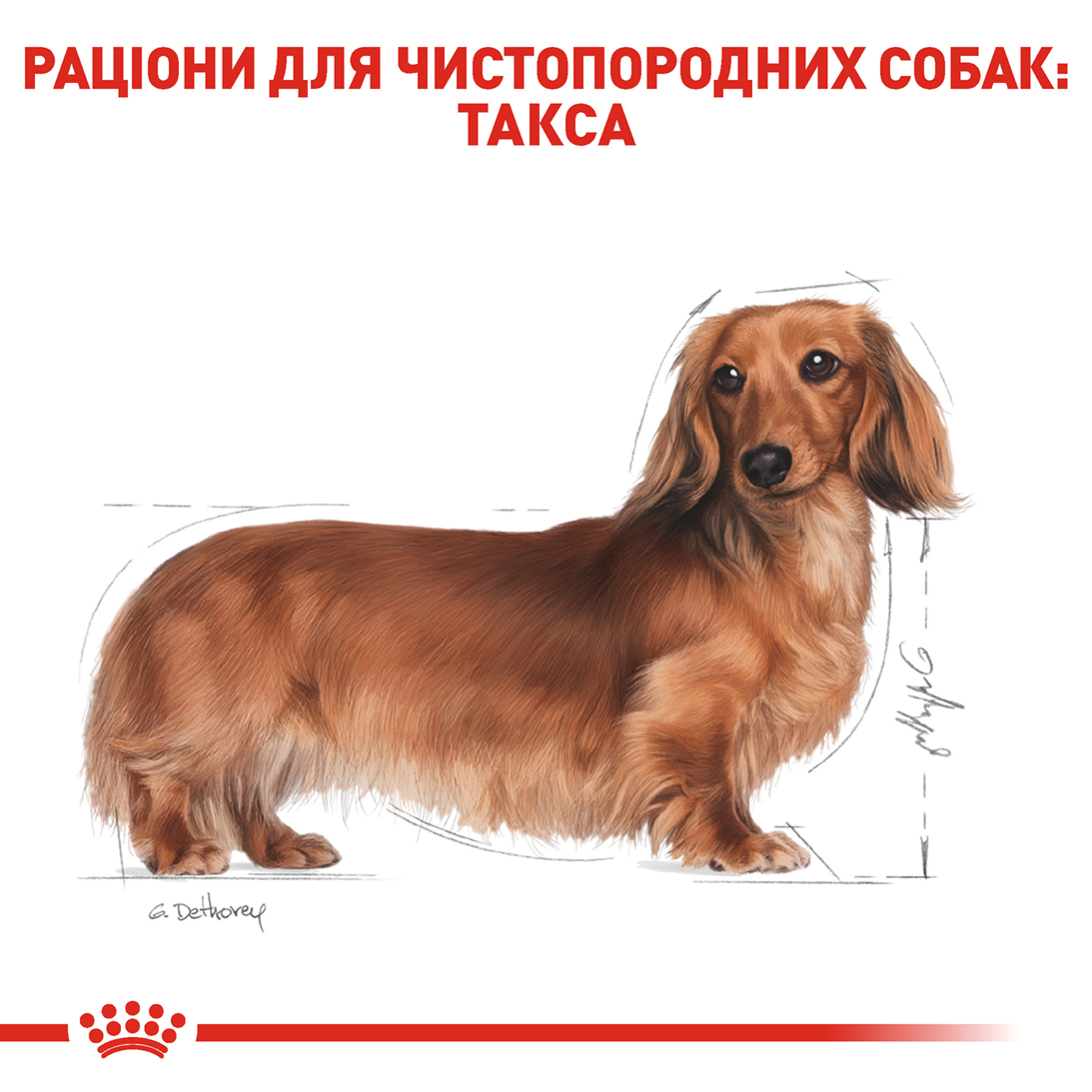 ROYAL CANIN Dachshund Adult Сухой корм для взрослых собак породы Такса5