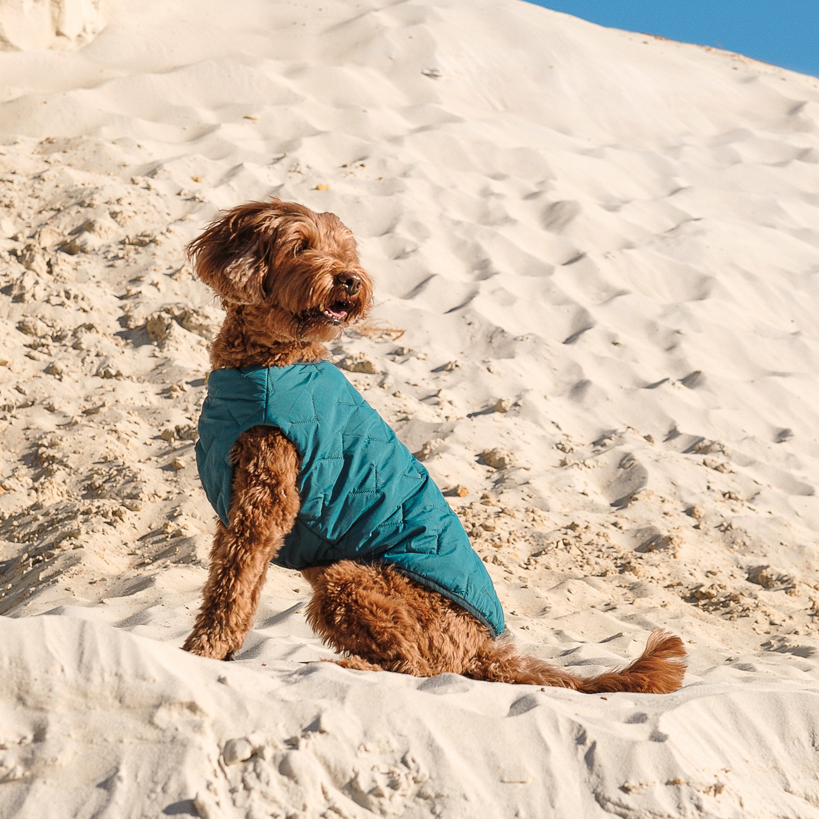 Pet Fashion "E.Vest" Жилет для собак3