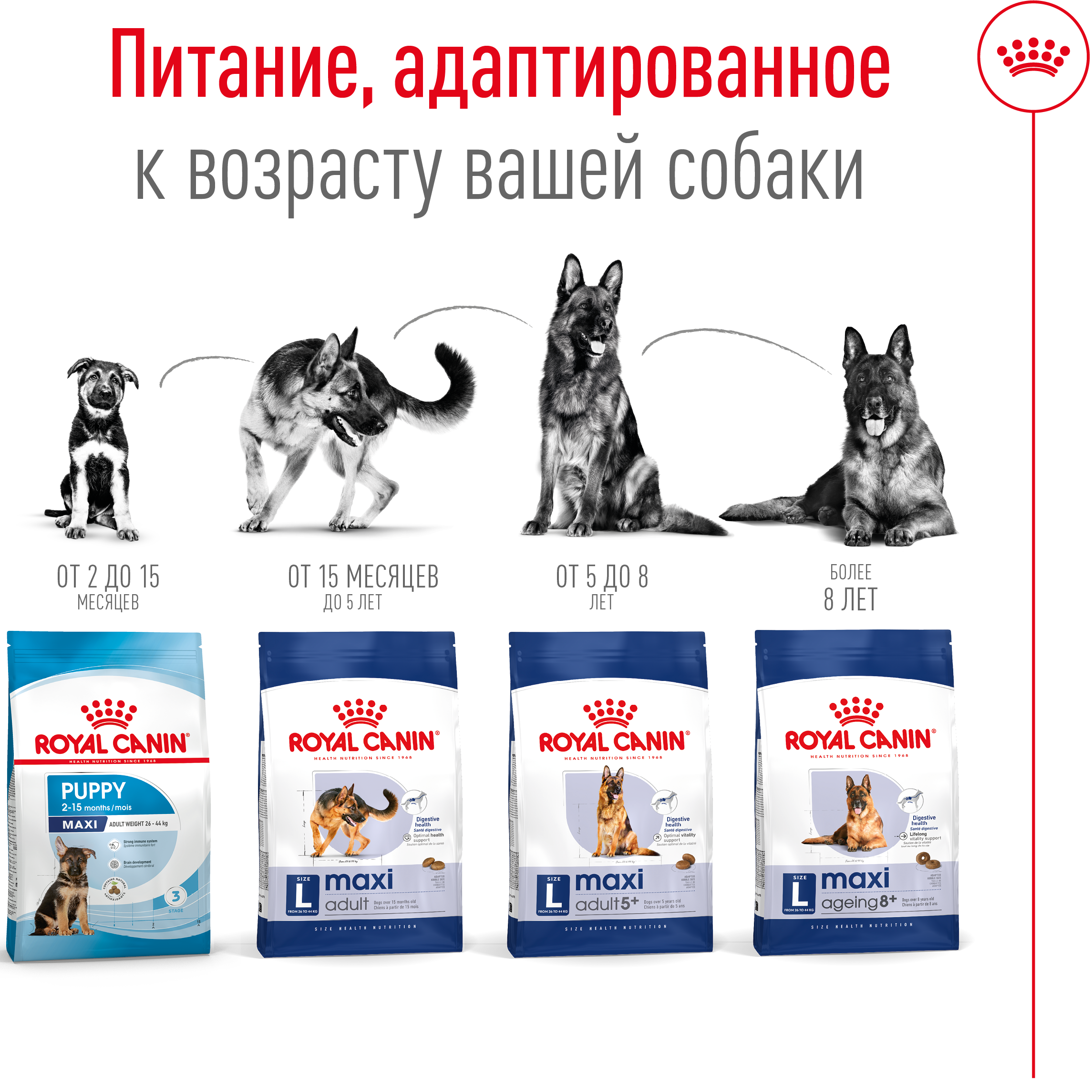 ROYAL CANIN Maxi Ageing 8+ Сухой корм для собак больших пород старше 8 лет4