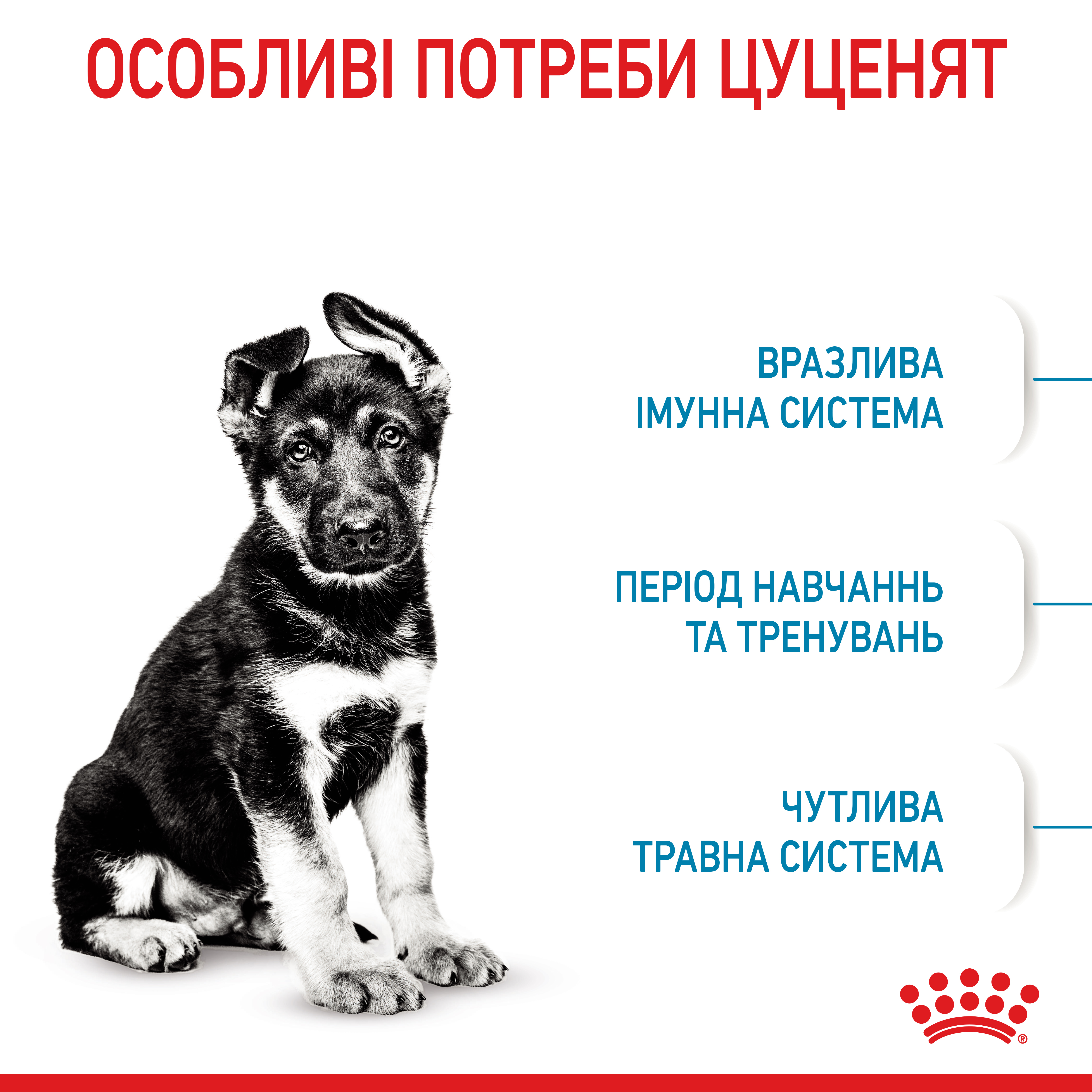 ROYAL CANIN Maxi Puppy Сухий корм для цуценят великих порід2