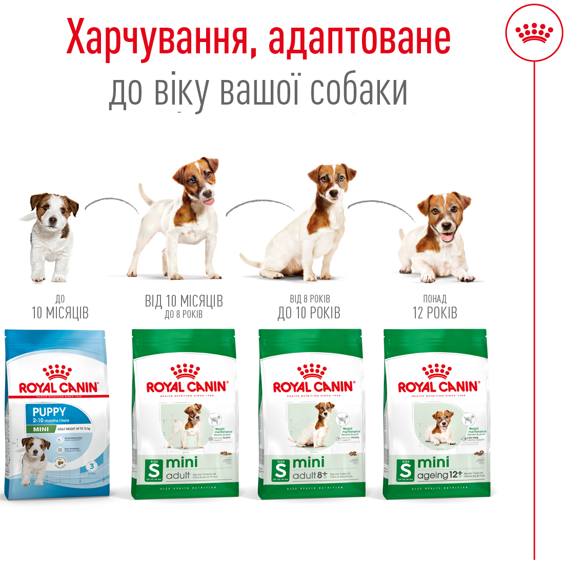 ROYAL CANIN Mini Adult 8+ Сухий корм для собак дрібних порід старше 8 років3