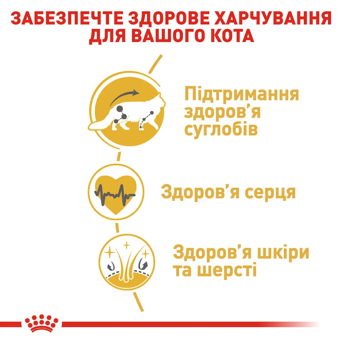 ROYAL CANIN Maine Coon Adult Сухий корм для дорослих котів породи Мейн-кун4