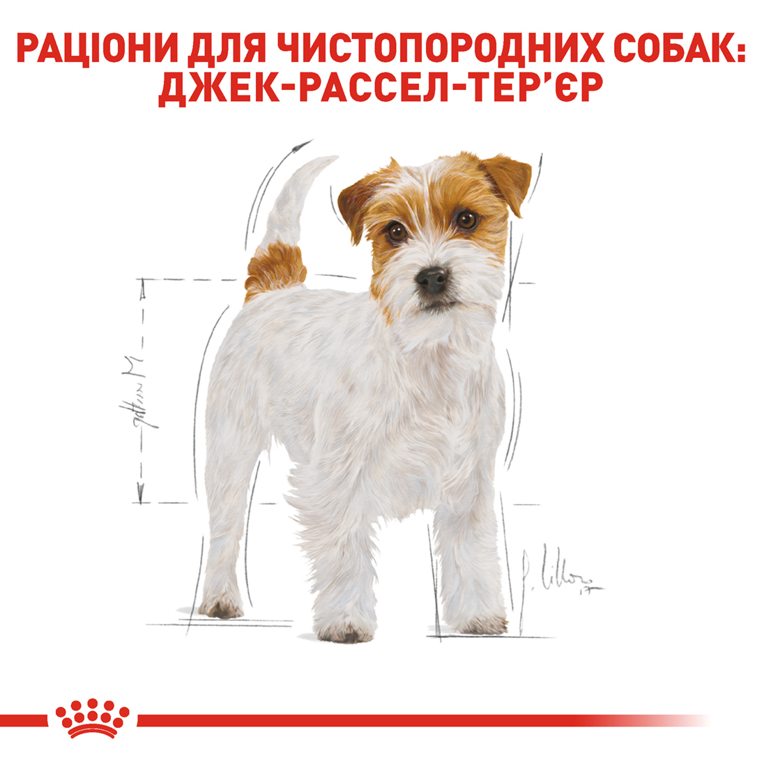 ROYAL CANIN Jack Russell Terrier Adult Сухий корм для дорослих собак породи джек-рассел-тер'єр6