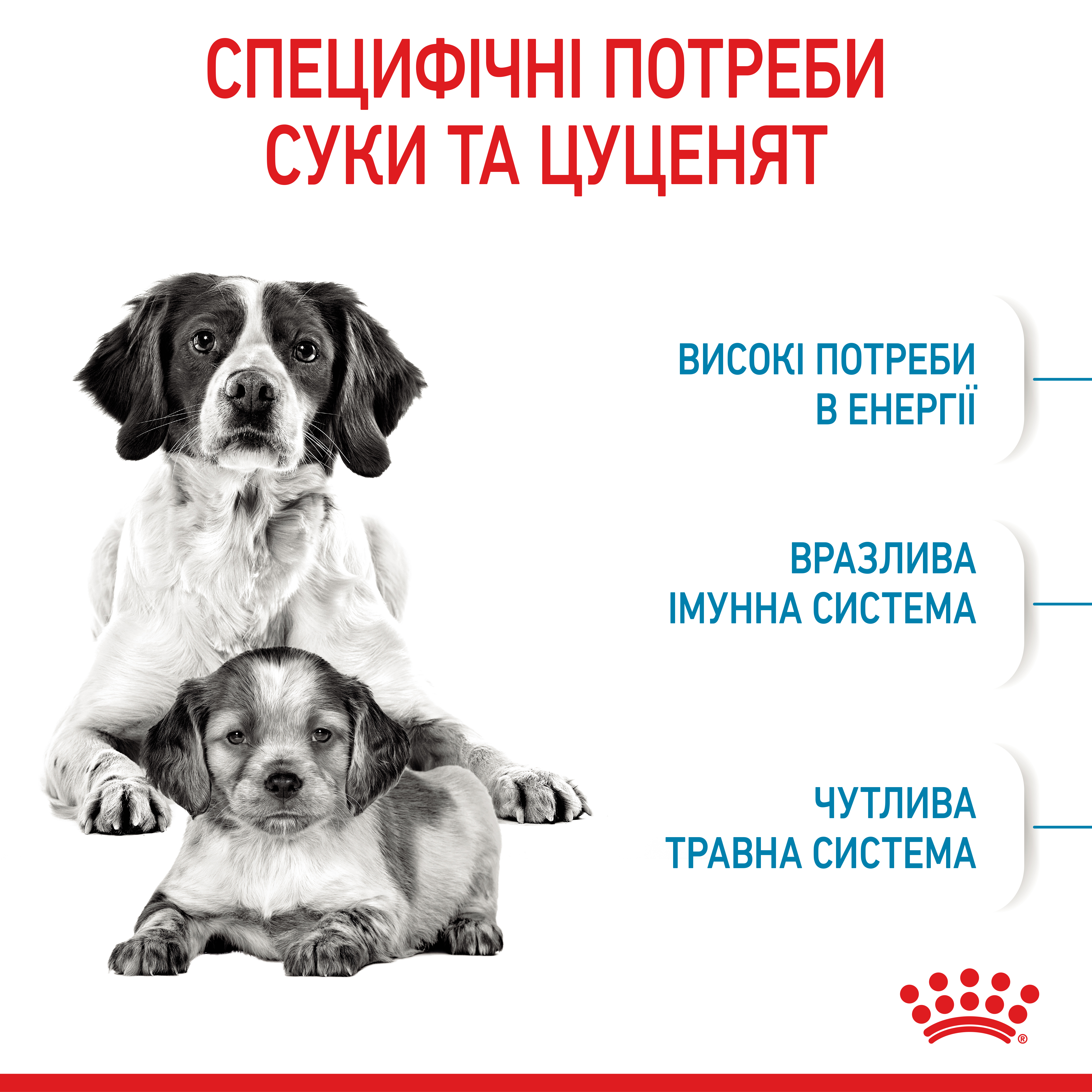 ROYAL CANIN Medium Starter Сухий корм для собак середніх порід1