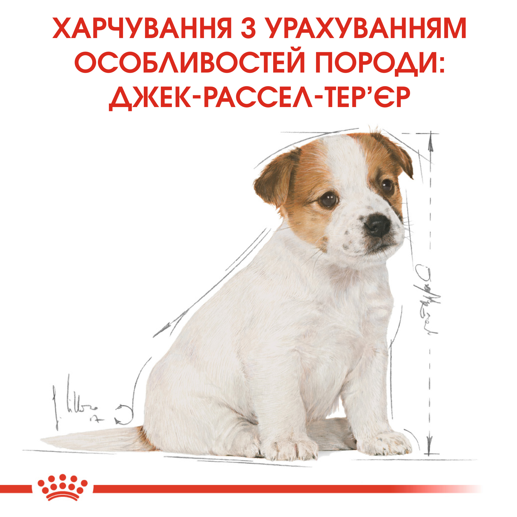 ROYAL CANIN Jack Russell Terrier Puppy Сухий корм для цуценят породи джек рассел тер'єр до 10 місяців6