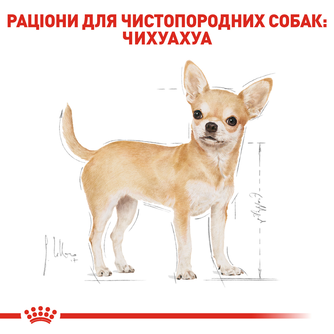 ROYAL CANIN Chihuahua Adult Сухий корм для дорослих собак породи Чихуахуа4