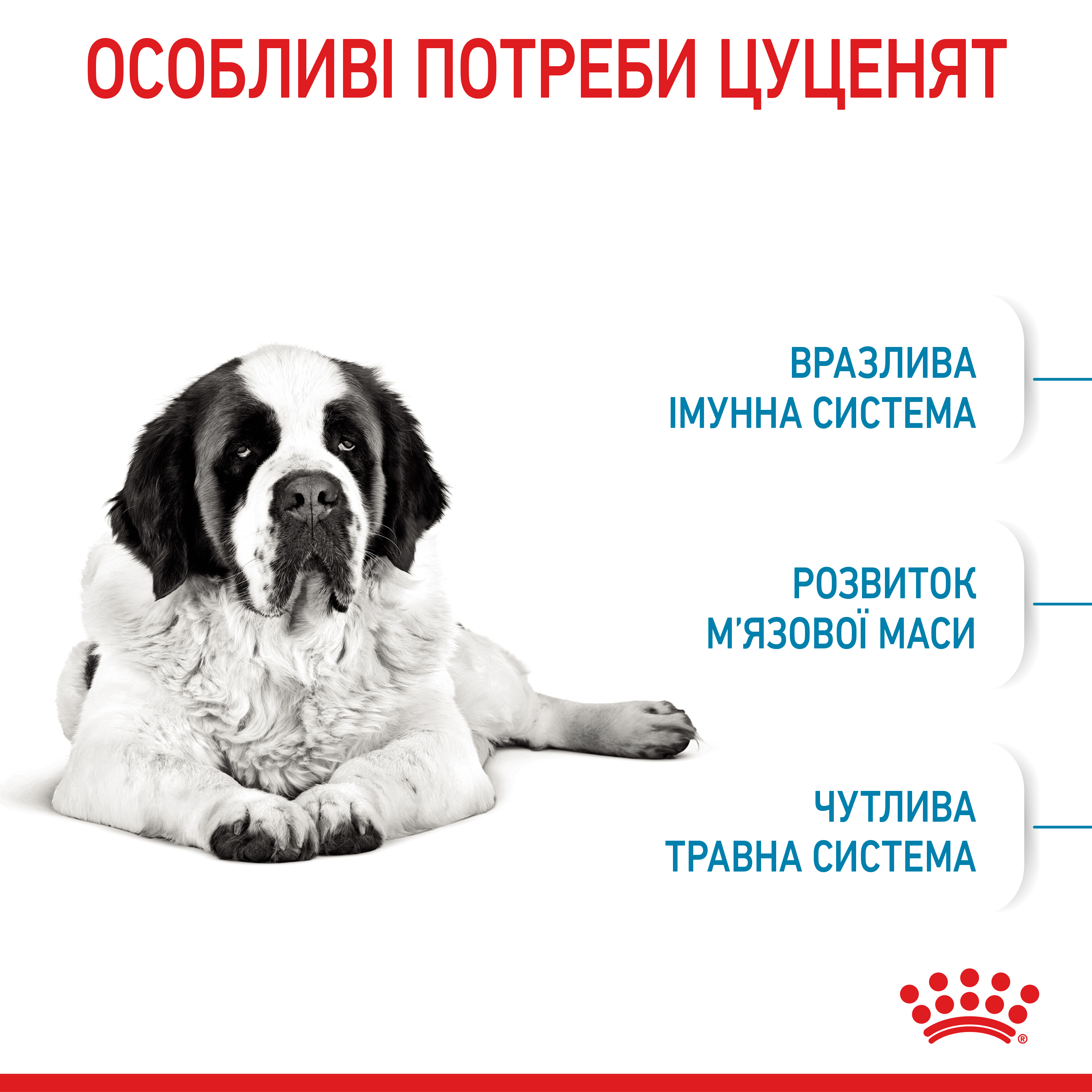 ROYAL CANIN Giant Junior Сухий корм для цуценят та молодих собак гігантських порід2