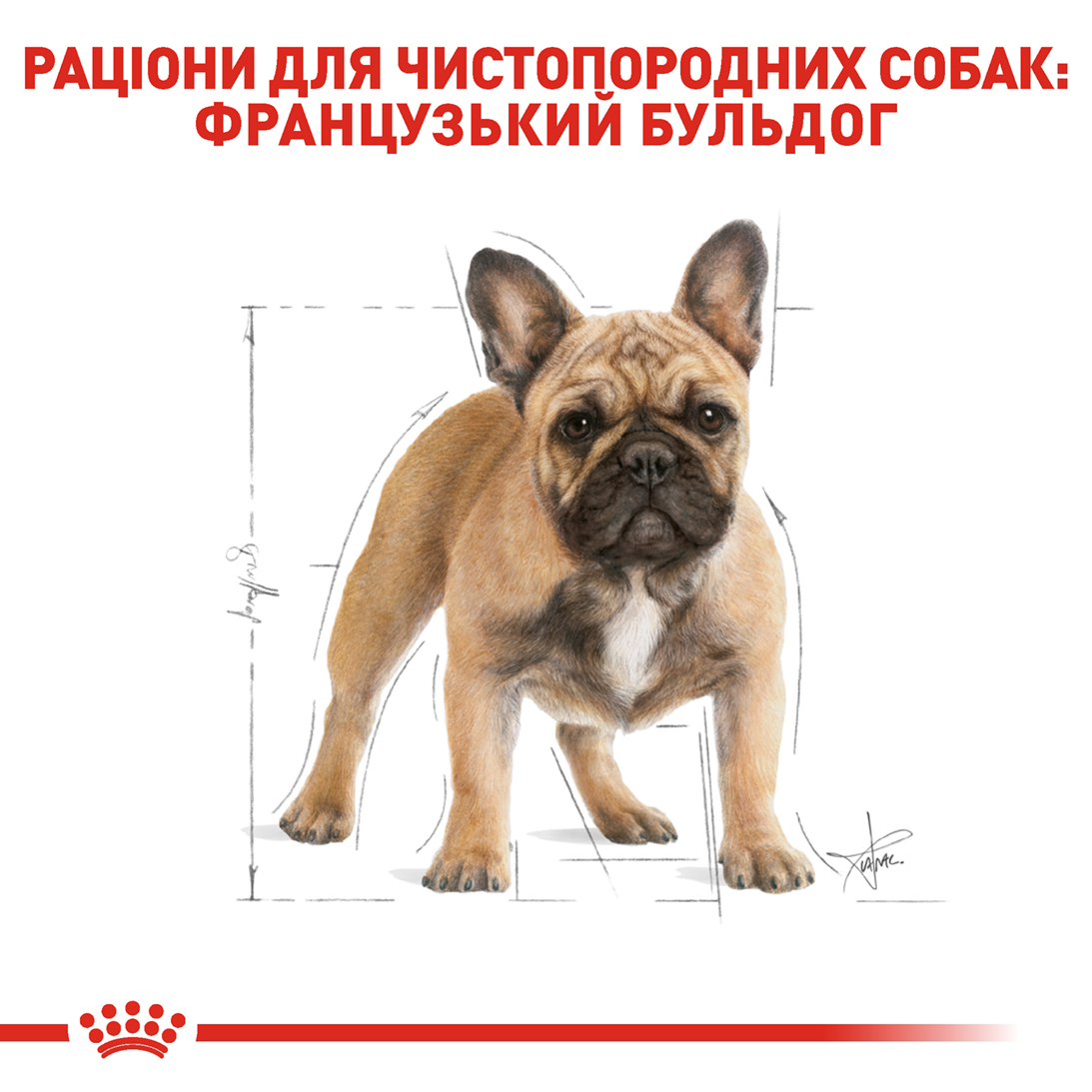 ROYAL CANIN French Bulldog Adult Сухий корм для дорослих собак породи Французький бульдог5