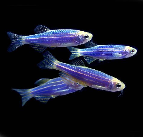 naykrashchi-akvariumni-ribki-dlya-pochatkivciv-5-Danio-rerio