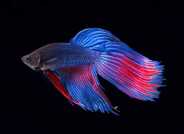 naykrashchi-akvariumni-ribki-dlya-pochatkivciv-Betta-splendens